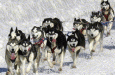 sled-dogs-ac1af-115×75