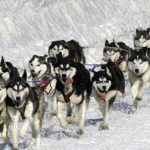 sled-dogs-ac1af-150×150