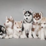 Gray-Siberian-Husky-Free-Download-Wallpaper-for-Mobile-Phones