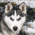 Siberian-Husky-dog-breed-eyes