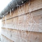 snow web