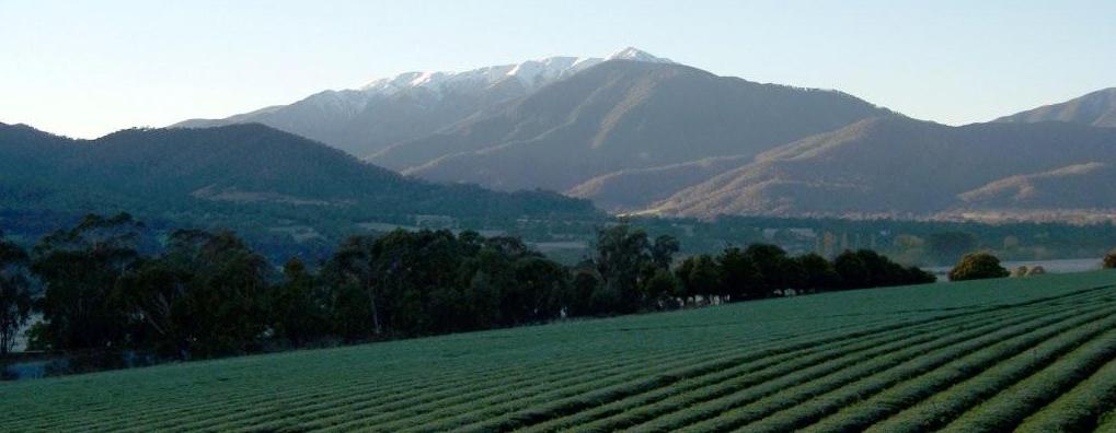 Alpine green tea farm