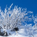 Steve Lee on his own signature backcountry tour at Falls Creek