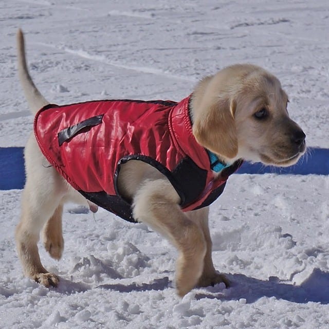 So cute I could die. This is Fitz at Alta from @freethepowder