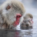 JAPAN SNOW MONKEY