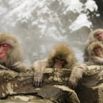 JAPAN SNOW MONKEY POOL