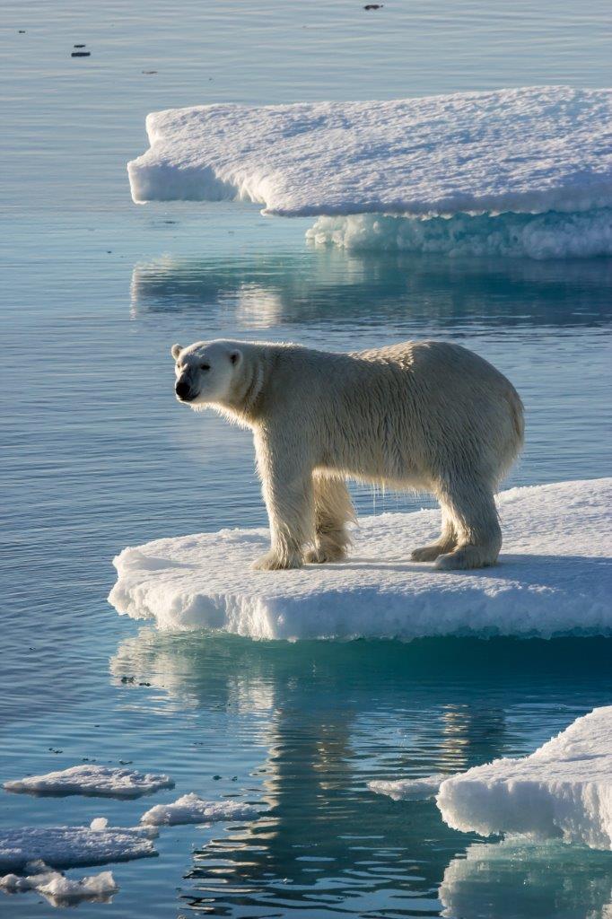 Polar Bear in Greenland - Chris Van Hove - Aurora Expeditions