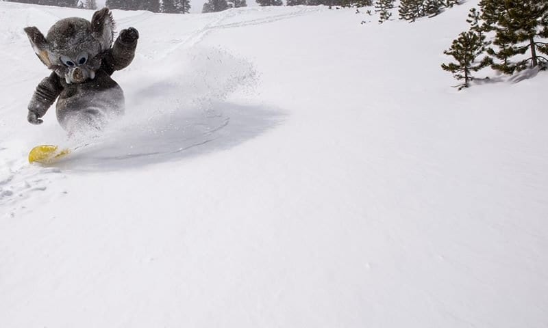 woolly_enjoys_late_season_powder_mammoth_166871