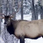 BN-Winter-Elk