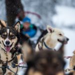 dog sledding