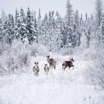 Caribou near Fort Nelson along the Alaska Highway.