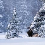 Elk in Snow. Photo courtesy of Banff Lake Louise Tourism