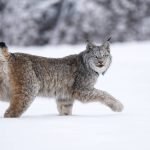 Lynx near Fort Nelson.